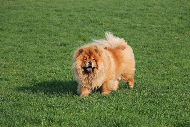 istock beautiful chow chow is walking on a green field 1153215121