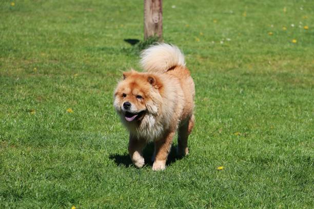istock beautiful chow chow is walking on a green field 1153215133