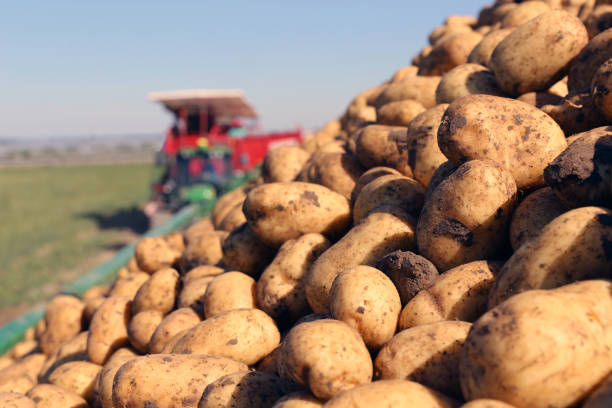The potato belt conveyor moves the potatoes into the container. Close-up.