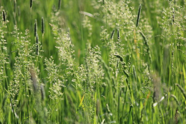 istock Beautiful flowers on a spring meadow 1153215384
