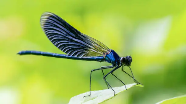 Calopteryx splendens Dragonfly metal dark blue is sitting on a green leaf Close up