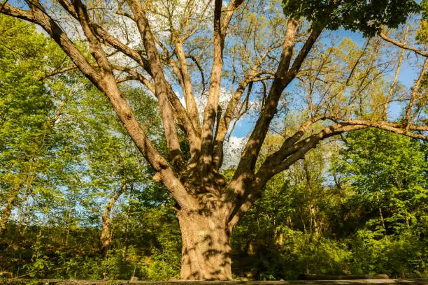 Photo of Dover Oak Tree in Pawling New York