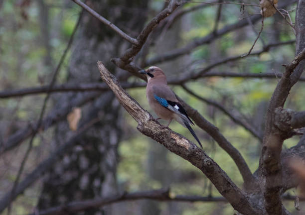 istock Jay bird in the wild forest 1153215818