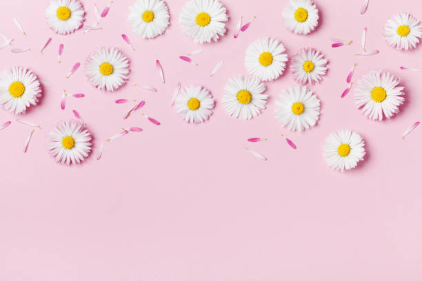 istock Summer composition from daisy flowers on pink pastel table top view. 1153216148