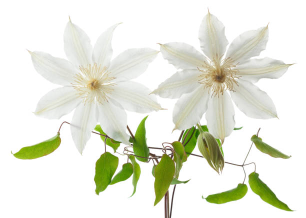 Two clematis beautiful flowers with leaves isolated on white background.