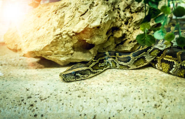 istock Brown snake in terrarium in zoo 1153216806
