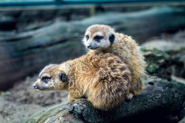istock Two small mercats sitting on a branch in the zoo. 1153216829