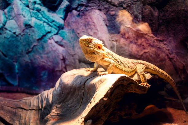 istock A beautiful yellow lizard in colorful environment. 1153216896