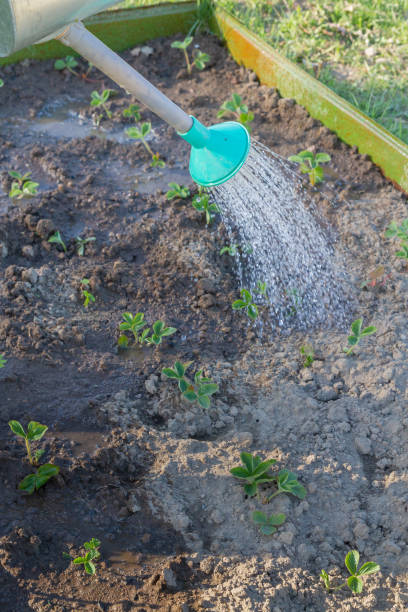 istock Watering beds in the garden with watering cans 1153216940