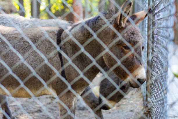 istock A normal donkey stands behind a cage at the zoo. 1153216960