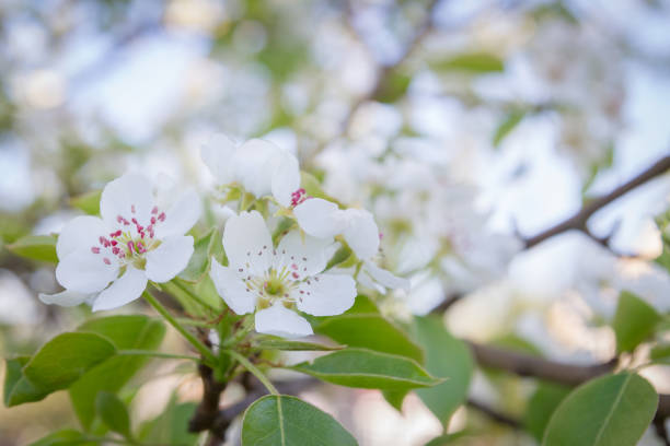 istock Flowering white pear tree flowers in late spring 1153217392
