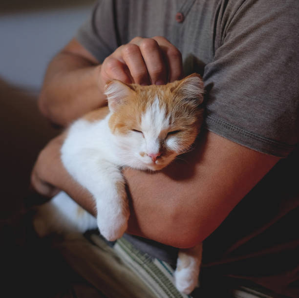 istock Cute cat lying on the human's hand. 1153217641