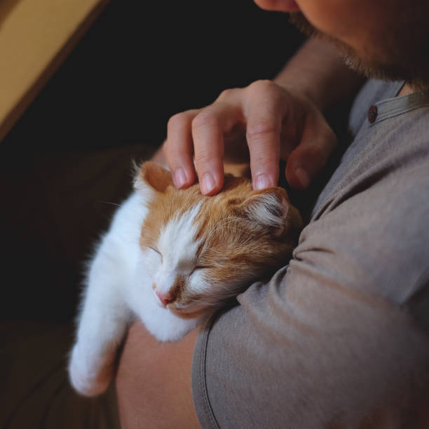 istock Cute cat lying on the human's hand. 1153217642