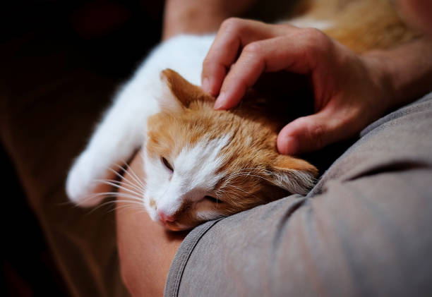 istock Cute cat lying on the human's hand. 1153217645