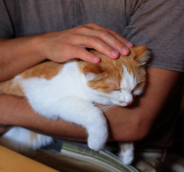 istock Cute cat lying on the man's hand. 1153217653