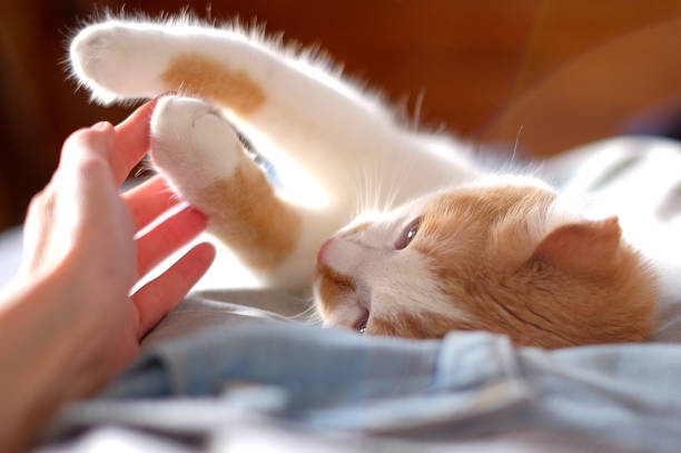 istock cute orange and white cat touching human hand 1153217669