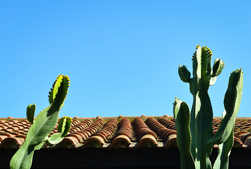 Low angle view of tile  roof  building  and  night blooming cereus cactus against clear blue sky .