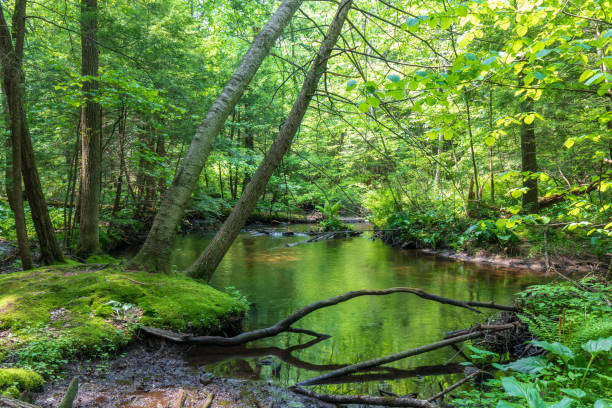 istock Brook flowing through a lush green forest 1153218806