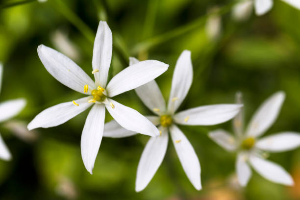 istock Beautiful forest wild white flowers. Closeup. Macro shot. Copy space. 1153219082