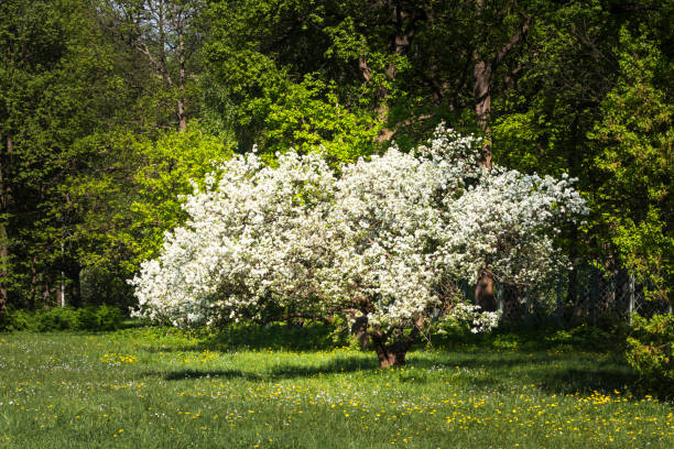 istock Blooming apple tree covered with white flowers in the spring forest landscape. Copy space. 1153219321