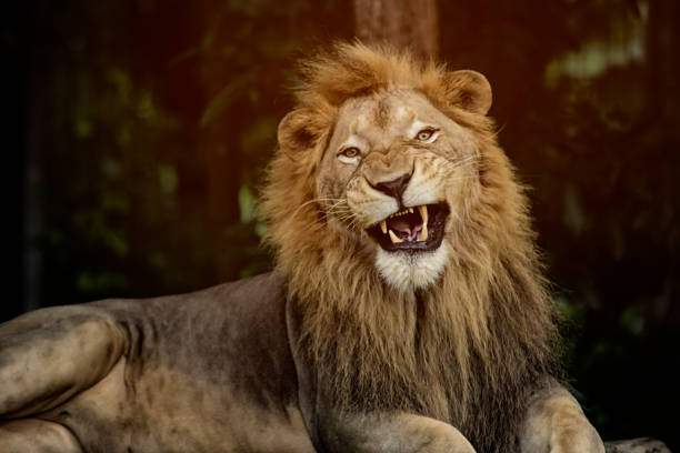 Lion stock photo