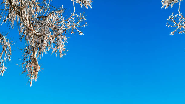 istock Frozen larch tree branches with cones and ice rime against blue sly. Natural background. Copy space. 1153219863