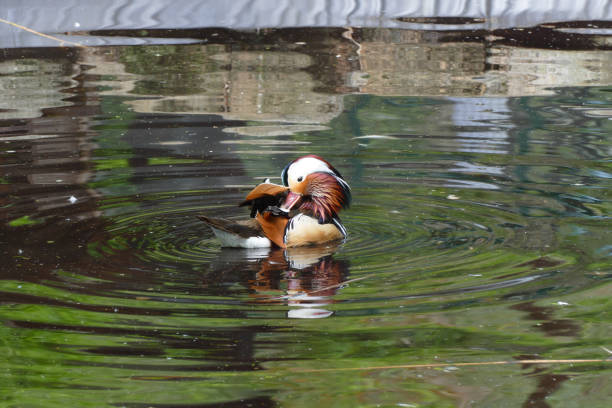 マンダリンアヒル - duck pond mandarin red ストックフォトと画像