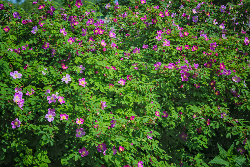 Blooming branches of wild rose on a blurred background. Summer.