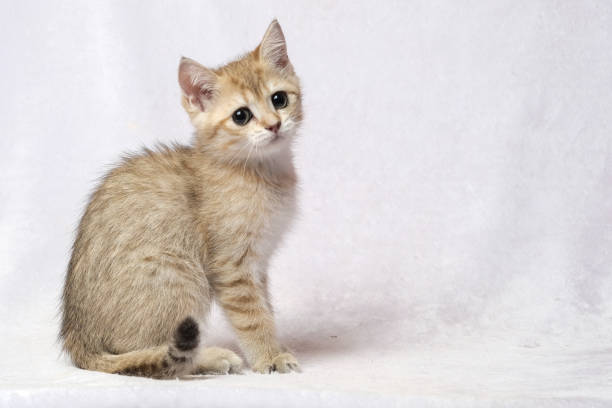 The British Shorthair Cat in room stock photo