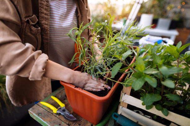 istock Replanting my garden 1153220253