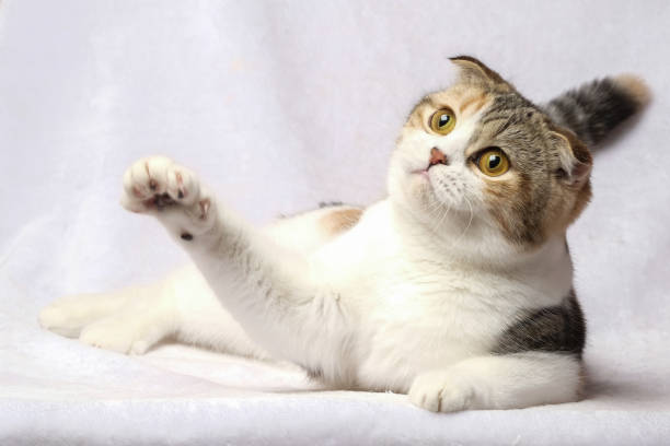 istock The British Shorthair Cat in room 1153220259