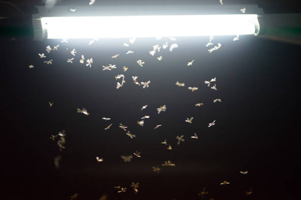 istock moth flying in the fire ,the neon light in night time, it's raining time. 1153220356