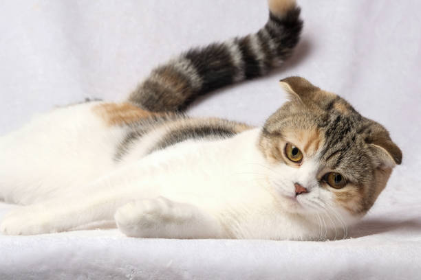 istock The British Shorthair Cat in room 1153221290