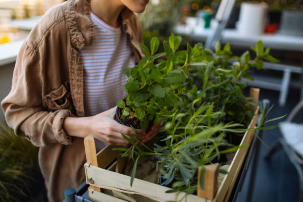 istock Replanting my garden 1153221428