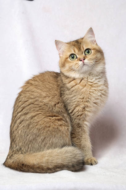 istock The British Shorthair Cat in room 1153221652