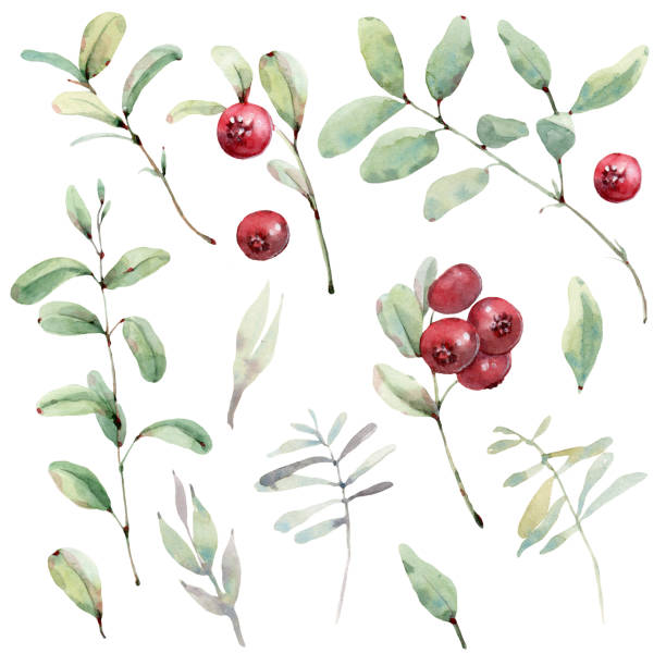 포레스트 워크 수채화 컬렉션 - bearberry stock illustrations