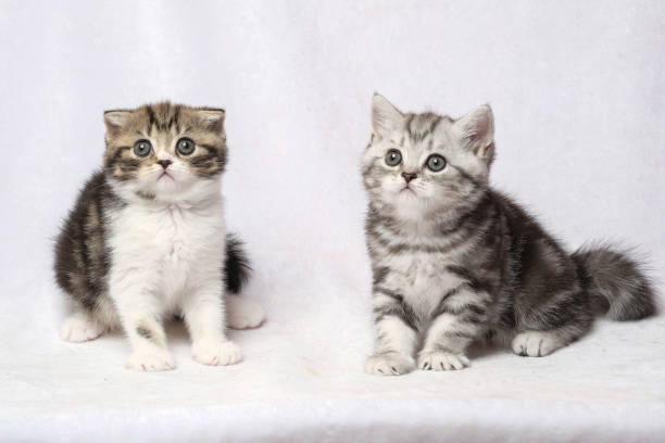 istock The British Shorthair Cat in room 1153221913