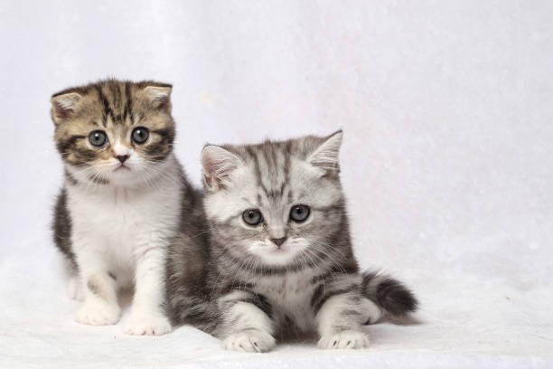istock The British Shorthair Cat in room 1153222484