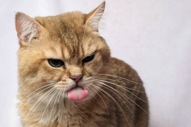 istock The British Shorthair Cat in room 1153222578