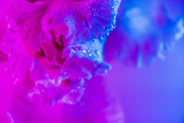 istock Vivid neon colored iris flower bud 1153222786