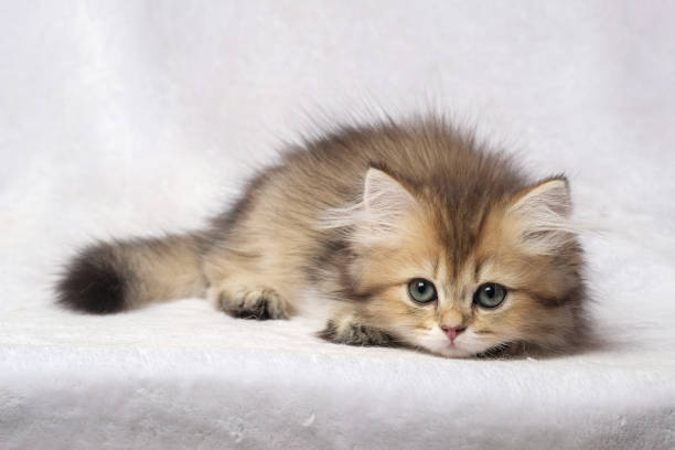 istock The British Shorthair Cat in room 1153222817