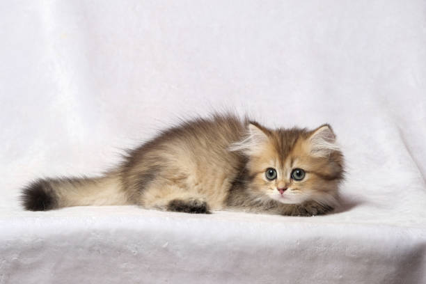 istock The British Shorthair Cat in room 1153222964