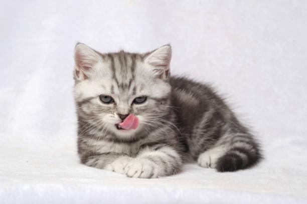 istock The British Shorthair Cat in room 1153222972