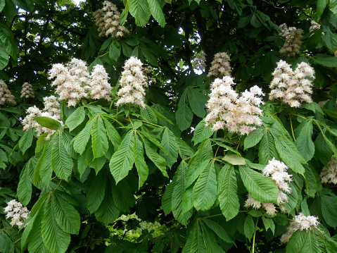 Wite flowering horse chestnut trees in southern Denmark hedgrow