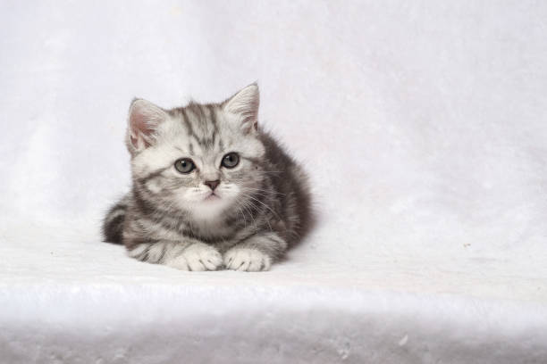istock The British Shorthair Cat in room 1153223099