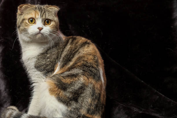 istock The British Shorthair Cat in room 1153223409