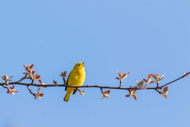 warbler amarelo (petechia de setophaga) - spring migration - fotografias e filmes do acervo