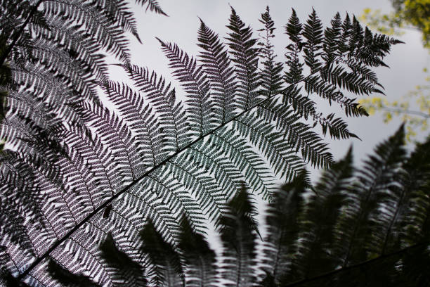 istock Tree Fern Frond in Jungle Garden 1153225144