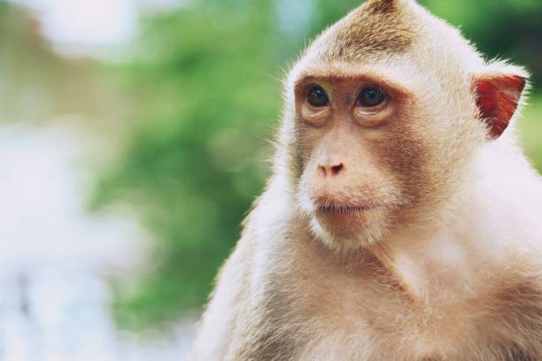 scimmia allo zoo khao kheow open, pattaya thailandia - gorilla safari animals wildlife photography foto e immagini stock