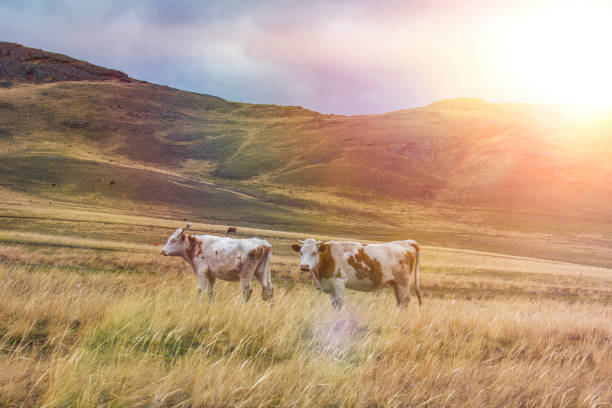 two cows graze on a green meadow against a blue sky.